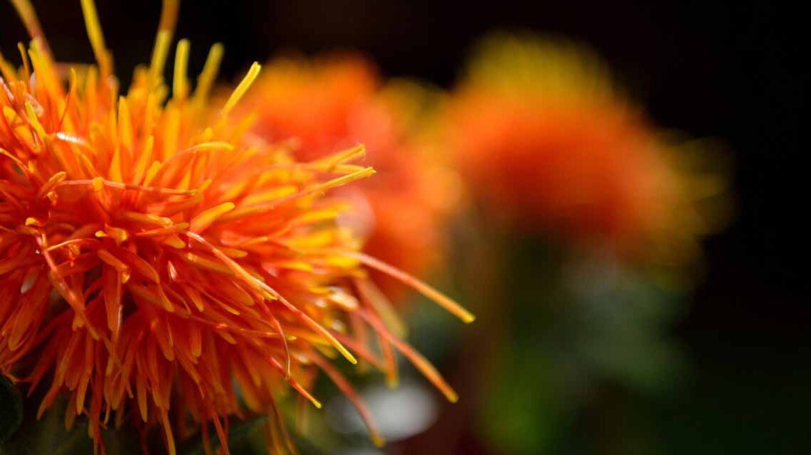 Flor de cartamo, representando o oleo de cartamo.