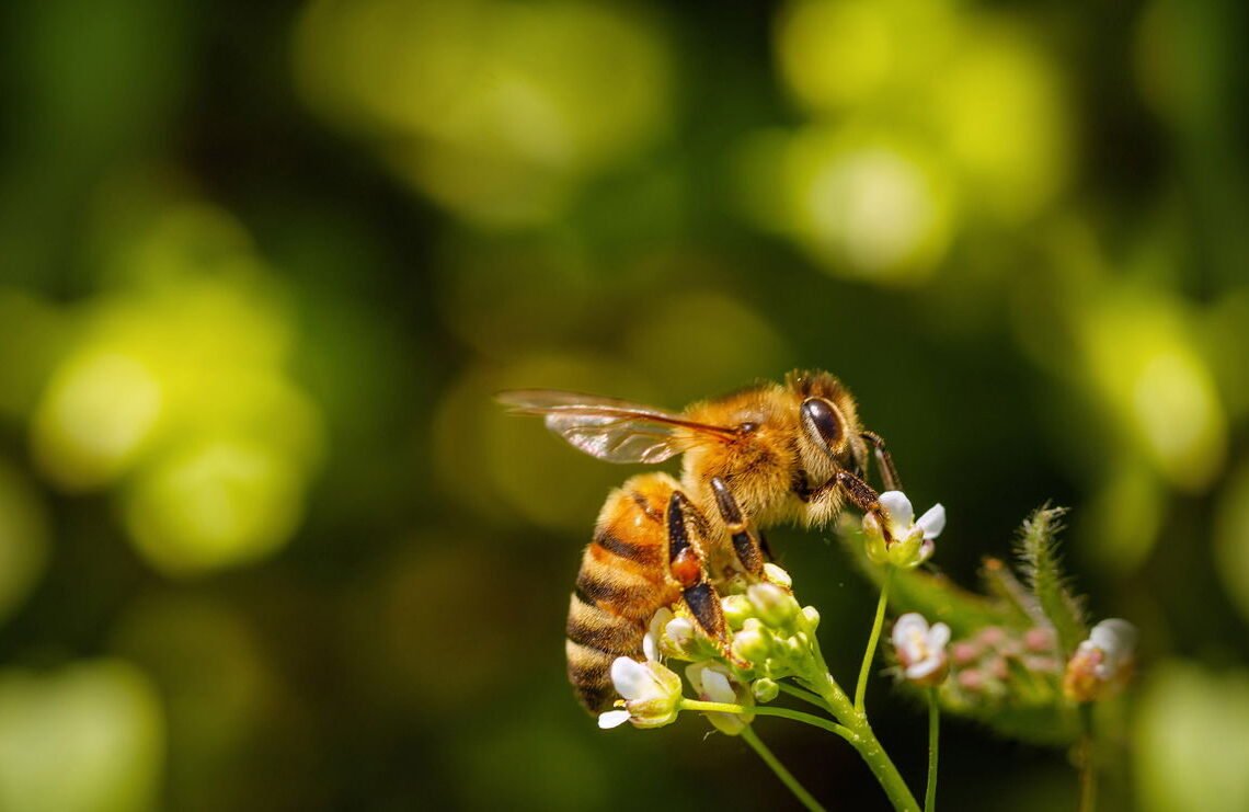 Uma abelha pousada em uma flor na natureza, representando o própolis verde.
